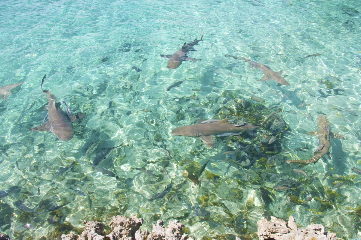 Bahamas