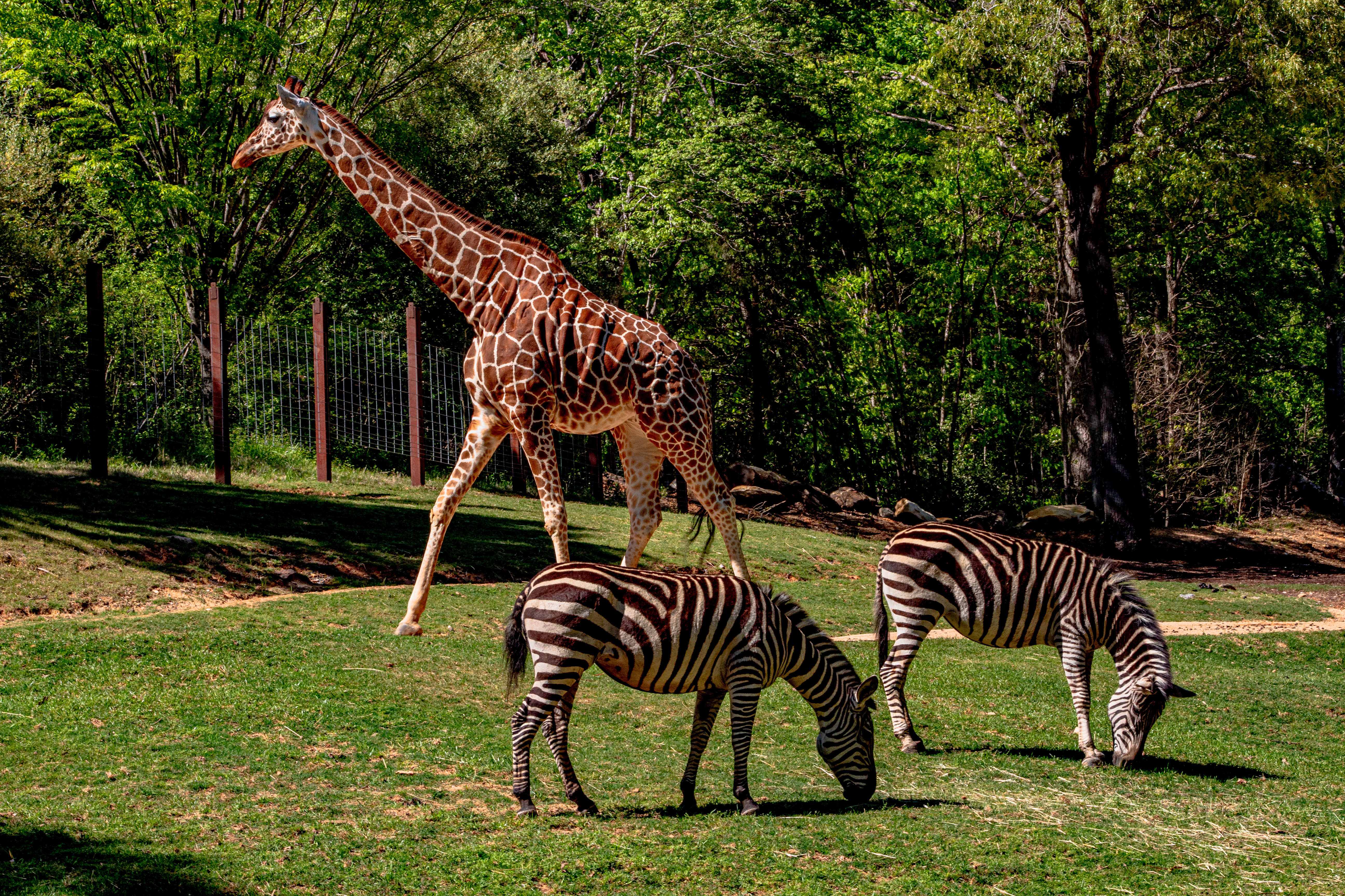 Zoos and Wildlife Parks